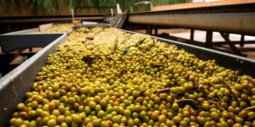 aceite de oliva precio